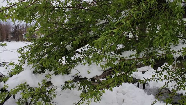 春季暴风雪的后果。折断的大树枝繁叶茂，被雪覆盖，枝繁叶茂，雪花纷飞，气候变化视频素材