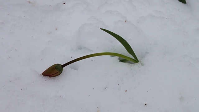 春季暴风雪的后果。雪地里的一朵郁金香视频素材