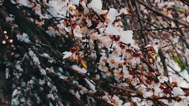 罕见的现象。在春天雪。白雪覆盖着的开花苹果树的树枝。雪的花。气候变化视频素材