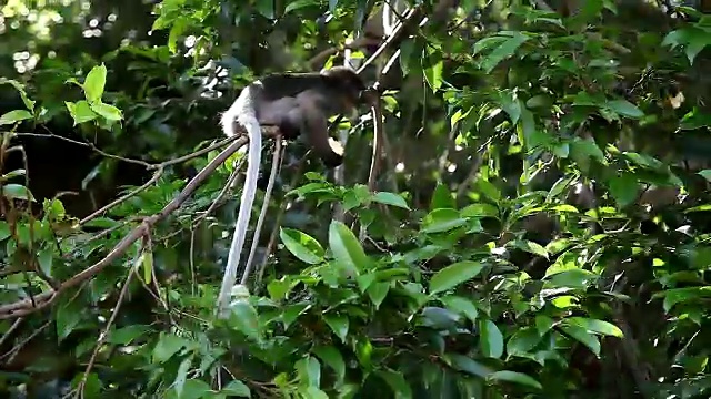 野生南叶猴在树上觅食视频素材