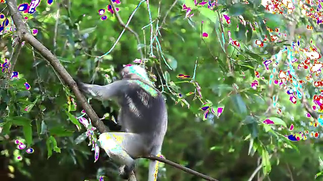 野生南叶猴在树上觅食视频素材