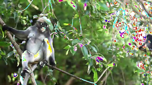 野生南叶猴在树上觅食视频素材