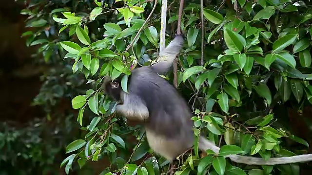 野生南叶猴在树上觅食视频素材