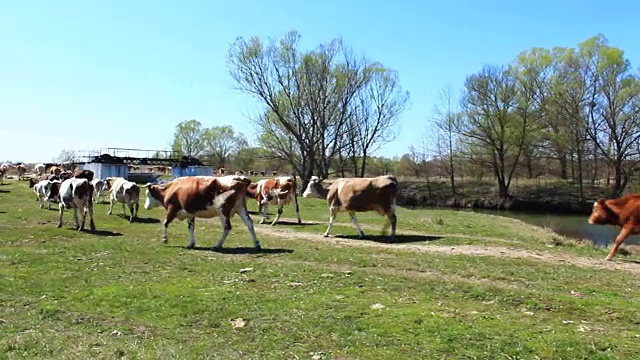 奶牛在春天从牧场回来视频素材