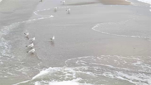 一群海鸥在一个阴天的岸边，慢镜头，广角镜头视频素材