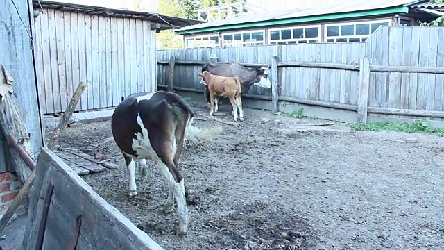 牛吃完草后到农场的院子里去视频素材