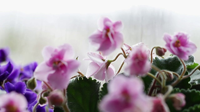 下雨的时候，窗台上的花盆里放着鲜花视频素材