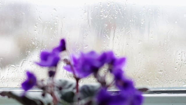 下雨的时候，窗台上的花盆里放着鲜花视频素材