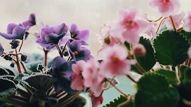 下雨的时候，窗台上的花盆里放着鲜花视频素材