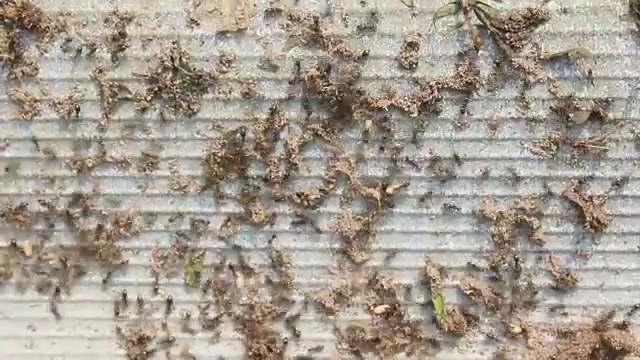 许多蚂蚁在石头表面上奔跑视频素材