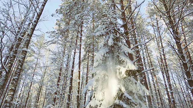 雪花飘落在冬日的森林里，慢镜头视频素材