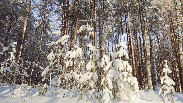 雪花飘落在冬日的森林里，慢镜头视频素材