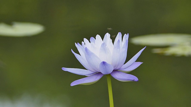 紫色的莲花。视频素材