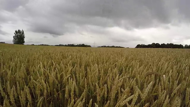 农田小麦成熟，雨云飘动，时间流逝4K视频素材