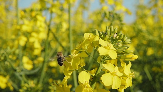 蜜蜂和油菜花，慢镜头视频素材