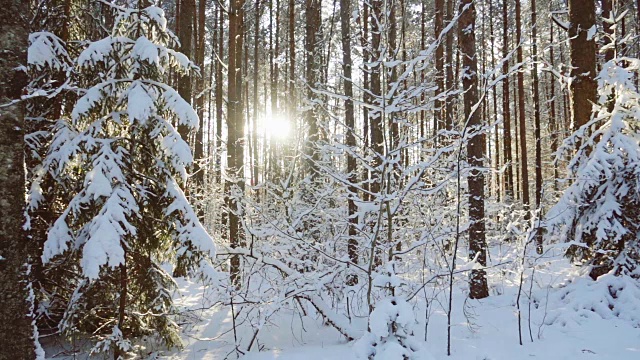 雪花飘落在冬日的森林里，慢镜头视频素材