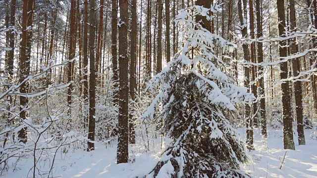 雪花飘落在冬日的森林里，慢镜头视频素材