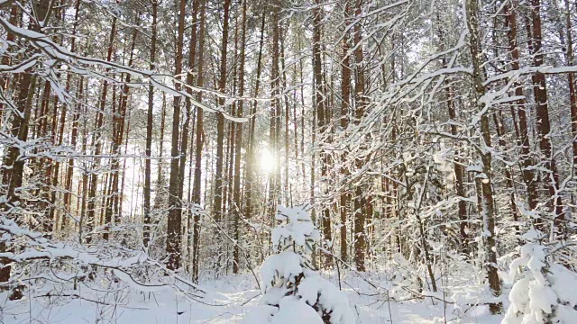 雪花飘落在冬日的森林里，慢镜头视频素材