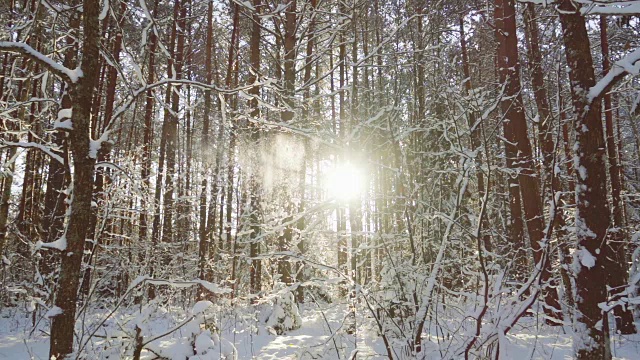 雪花飘落在冬日的森林里，慢镜头视频素材