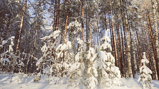 雪花飘落在冬日的森林里，慢镜头视频素材