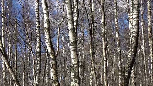 泉水在桦树林中泛滥视频素材