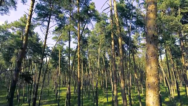 飞槽森林。树森林。太阳耀斑。自然背景视频素材