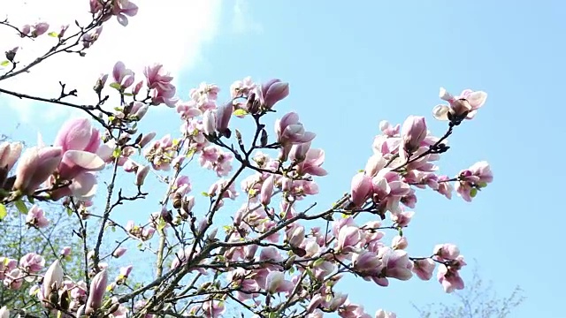 美丽的木兰的特写在一个花园与蓝天视频素材