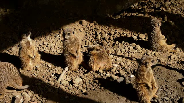 狐獴在沙漠中四处张望，狐獴在沙漠中四处张望。视频素材