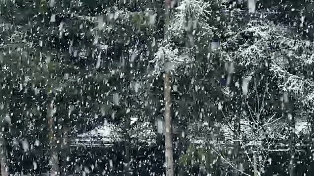 降雪在森林冷杉树前视频素材