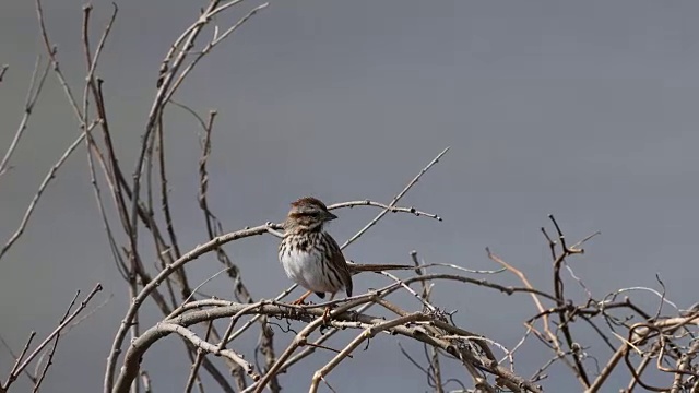 歌雀，Melospiza melodia，在歌唱视频素材