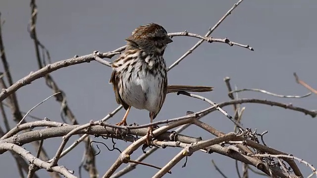 歌雀，Melospiza melodia，歌唱视频素材