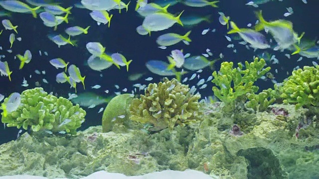 拿破仑和小热带鱼在水族池子里游泳视频素材