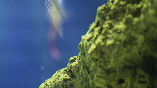 水族箱里的紫色热带鱼视频素材