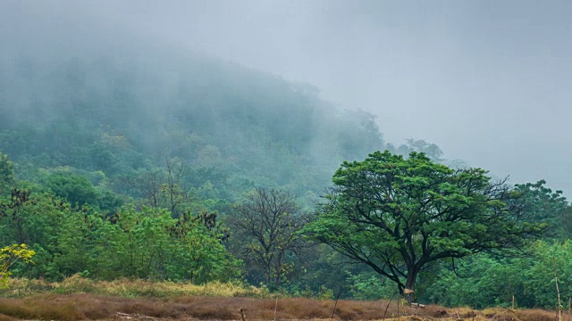 美丽的雾在早晨移动在雨林的山，时间流逝视频视频素材