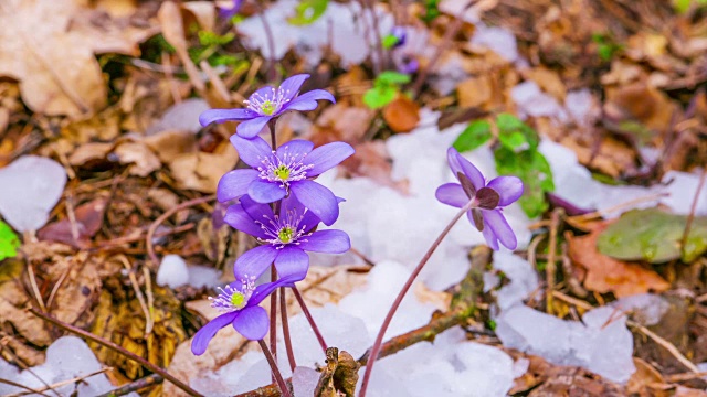 春花融雪，时光流逝视频素材