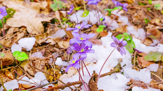 春花融雪，时光流逝视频素材