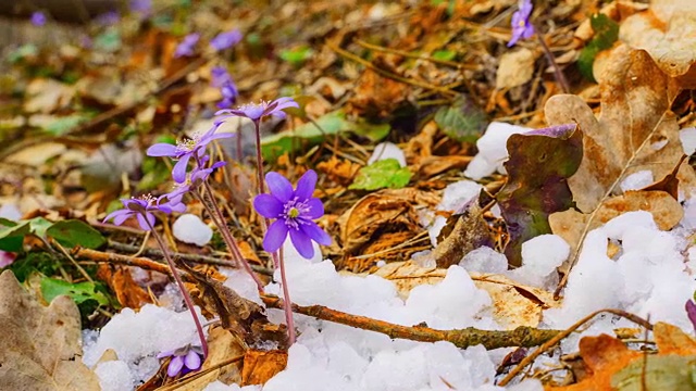 春花融雪，时光流逝视频素材