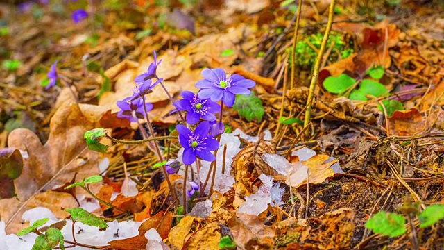 春花融雪，时光流逝视频素材