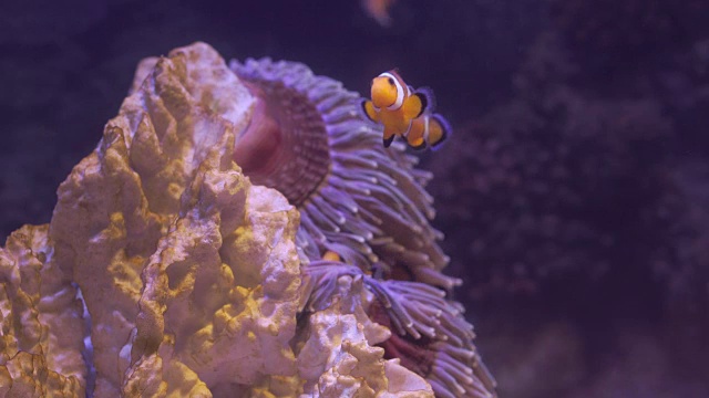 五颜六色的小丑鱼在水族馆游泳池游泳视频素材