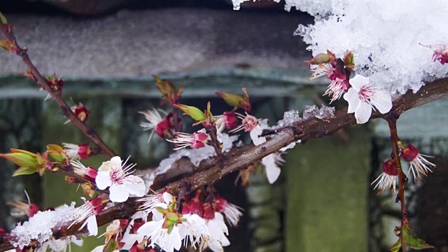 一到春天，雪就从屋顶上融化，滴落下来视频素材