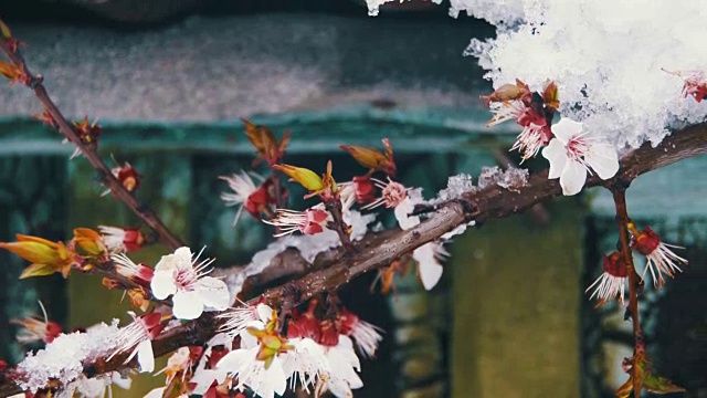 反常的天气，杏树上的雪视频素材