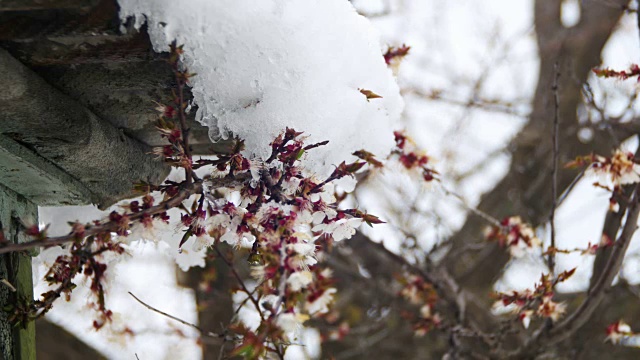 反常的天气，杏树上的雪视频素材