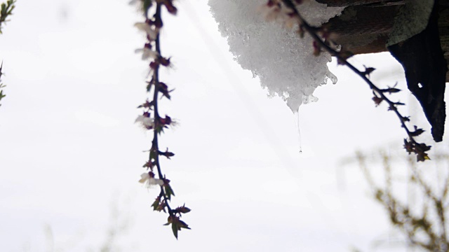 一到春天，雪就从屋顶上融化，滴落下来视频素材