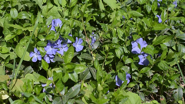 春天开紫色长春花的草地视频素材