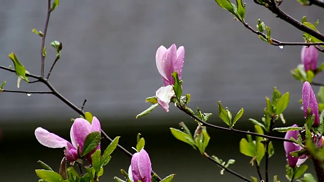 粉红色的木兰视频素材