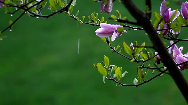 粉红色的木兰视频素材