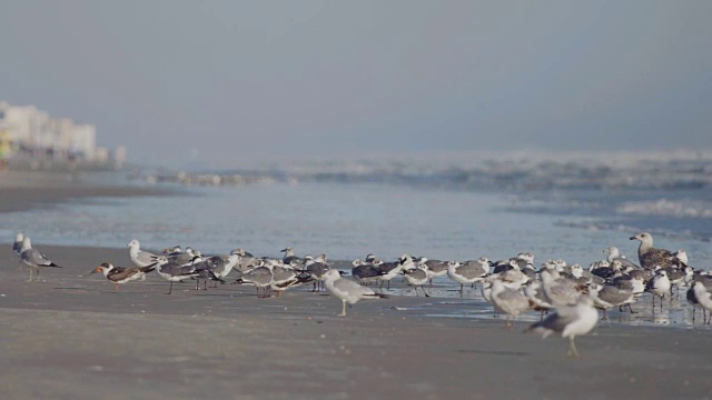 群海鸥视频素材