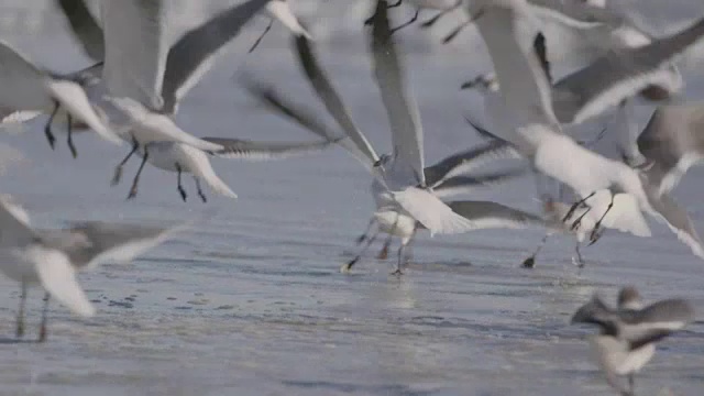 群海鸥视频素材