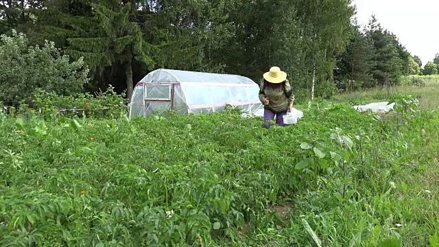 一名农妇从温室附近花园的植物上采摘寄生虫幼虫。FullHD视频素材