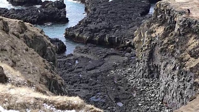 冰岛海鸥生活在冰岛西海岸朗德兰加半岛附近的悬崖上。慢动作120帧/秒视频素材